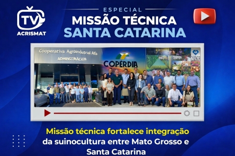 Integração da suinocultura entre Mato Grosso e Santa Catarina pode fortalecer a atividade