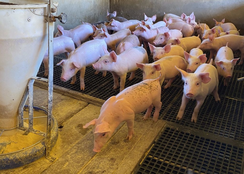 Aprovação do Codem fortalece suinocultura com criação de Câmara Técnica em Mato Grosso